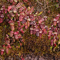 Cephalotus