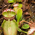 A plant with a small lid, Western Australia.