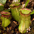 A couple of tattered pitchers, Western Australia.