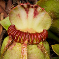 A plant with a small lid, Western Australia.