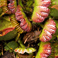 A cluster of pitchers from overhead, Western Australia.