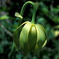 Darlingtonia