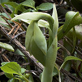 A young, emerging flower of the Othello mutant.