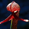 Darlingtonia