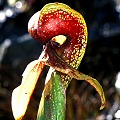 A red keel plant.