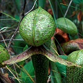 Darlingtonia