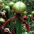 Darlingtonia