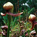 Darlingtonia