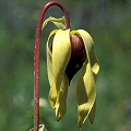 Darlingtonia