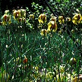 Darlingtonia californica