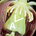 Darlingtonia