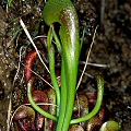 Seedling plant.