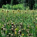 A field of flowers.