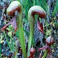 Darlingtonia californicum