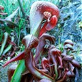 Darlingtonia californica