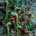 Colorful plants on serpentine.