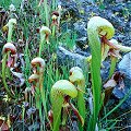 Colorful plants on serpentine.