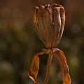 Darlingtonia