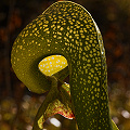 A classic view of a pitcher.