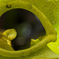 Darlingtonia