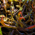 Teensy plants.