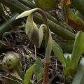 A young, emerging flower of the normal form.