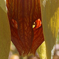 A close view of the entrance pores.