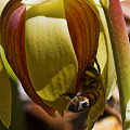 This records one of the pollination attempts I observed by a European honeybee.