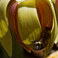 This records one of the pollination attempts I observed by a European honeybee.