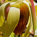 This records one of the pollination attempts I observed by a European honeybee.