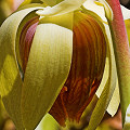 This records one of the pollination attempts I observed by a European honeybee.