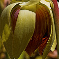 This records one of the pollination attempts I observed by a European honeybee.