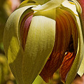 This records one of the pollination attempts I observed by a European honeybee.