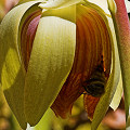 This records one of the pollination attempts I observed by a European honeybee.