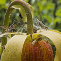 Darlingtonia