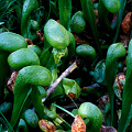 Shaded plants growing densely.