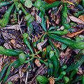 Plants shrinking in extreme shade.