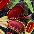 Dionaea muscipula