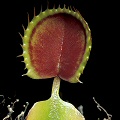 Dionaea