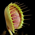 Dionaea