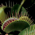 Dionaea