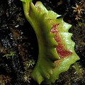 Dionaea