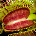 Dionaea