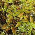 Dionaea