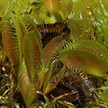 Dionaea