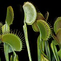 Dionaea