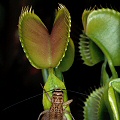 Dionaea