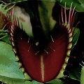 Red Trap Dionaea