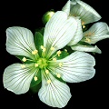 Dionaea