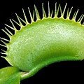 Dionaea